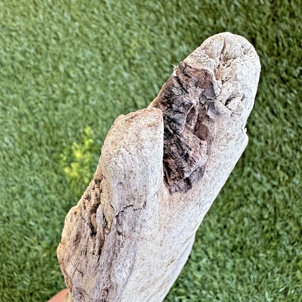 2 Natural Driftwood Pieces California Coast Rustic Beach Decor Aquarium Art